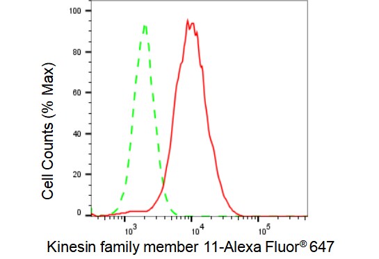 Eg5 Antibody (23GB2025)