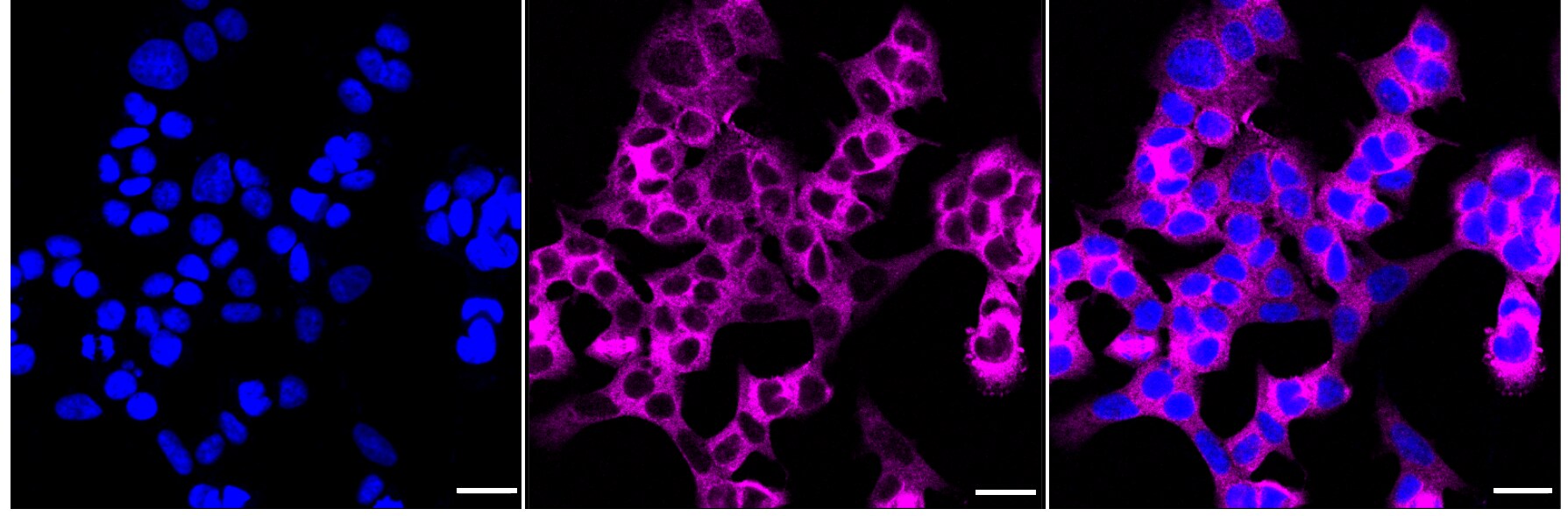 Eg5 Antibody (23GB2025)