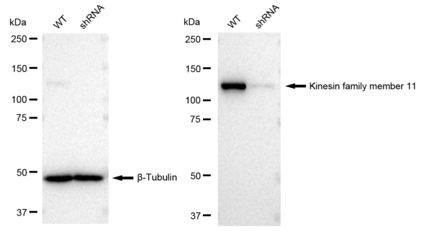 Eg5 Antibody (23GB2025)