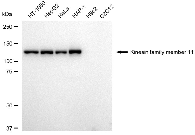 Eg5 Antibody (23GB2025)