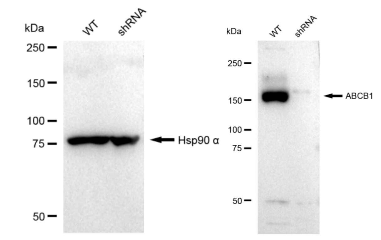 MDR1/ABCB1 Antibody (23GB1330)