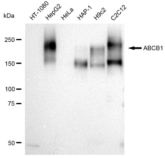 MDR1/ABCB1 Antibody (23GB1330)