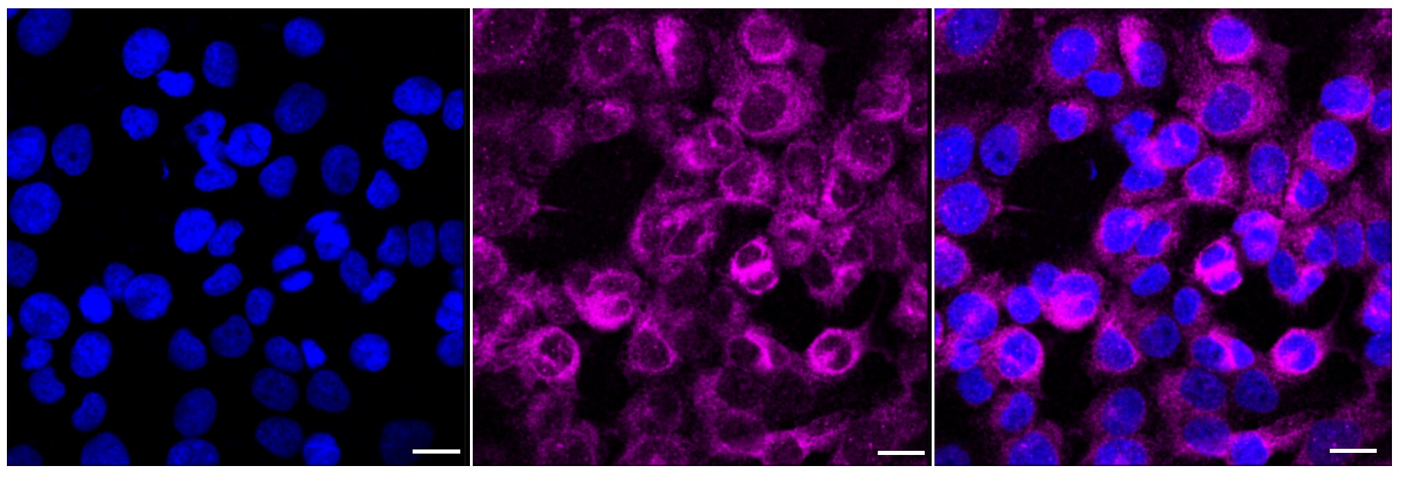 STING/TMEM173 Antibody (24GB5890)