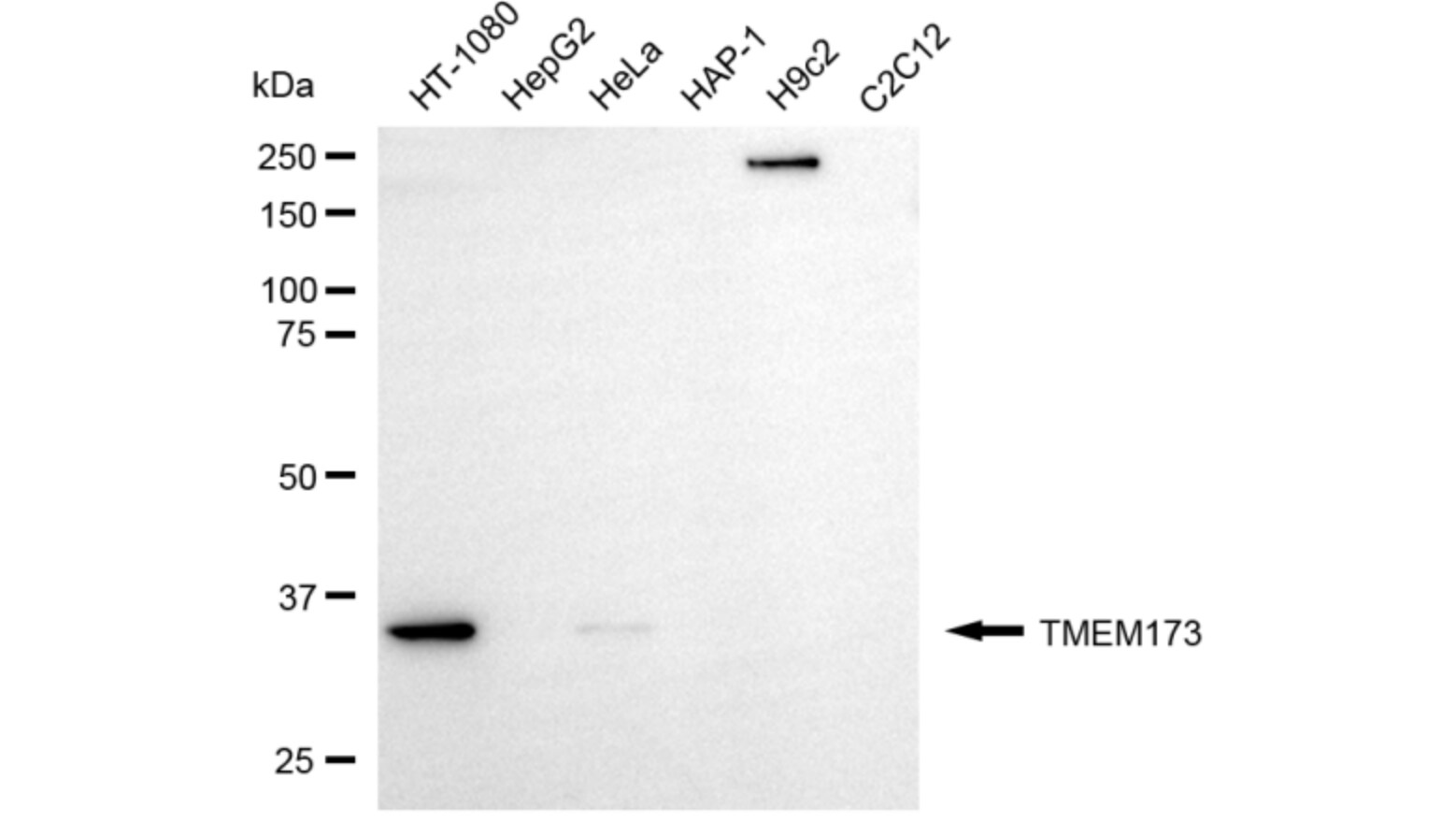 STING/TMEM173 Antibody (24GB5890)