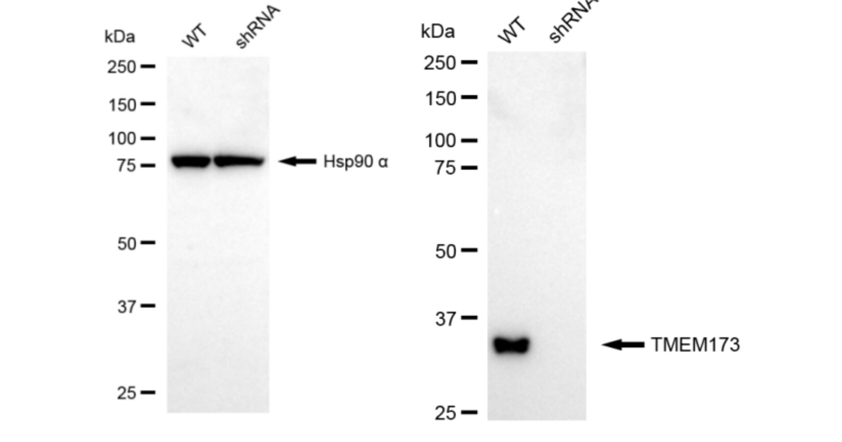 STING/TMEM173 Antibody (24GB5890)