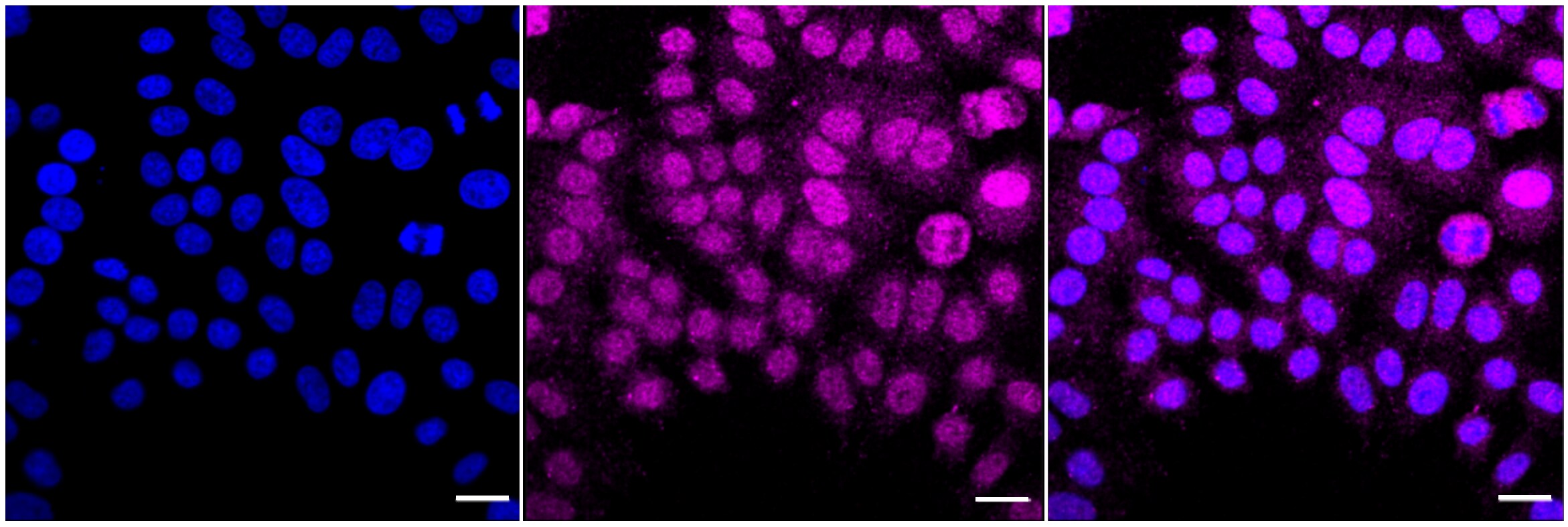 Cdk5 Antibody (24GB5895)