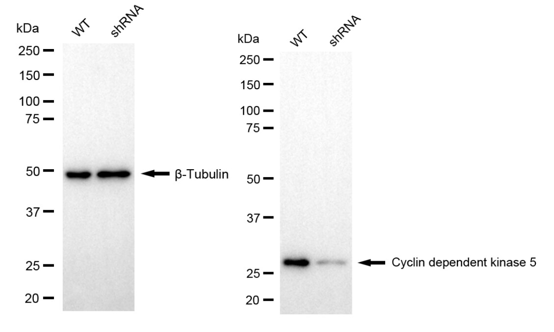 Cdk5 Antibody (24GB5895)