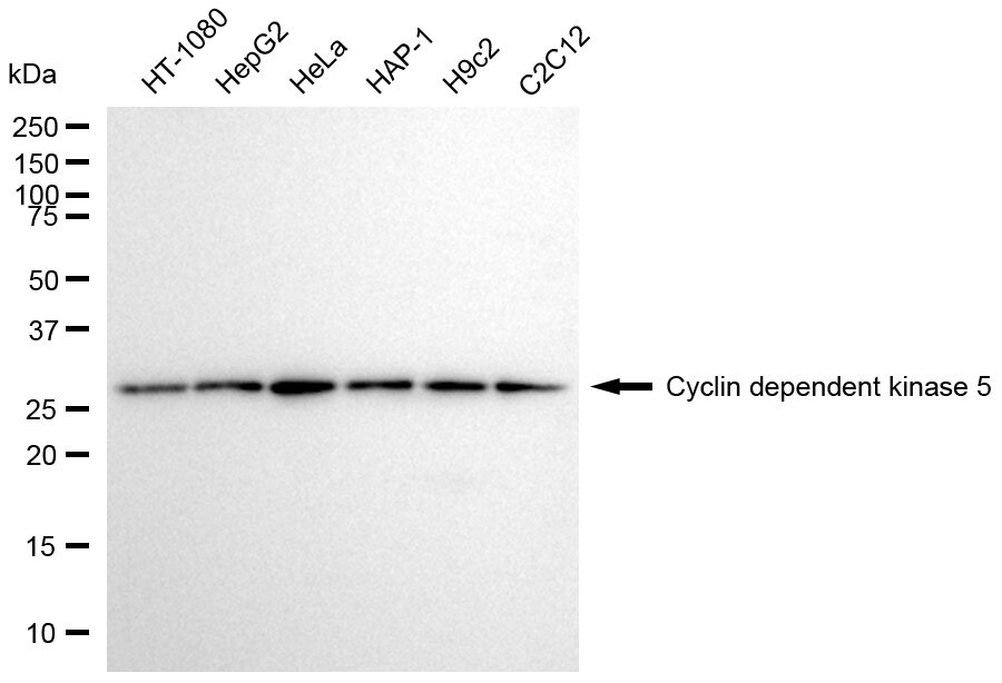 Cdk5 Antibody (24GB5895)