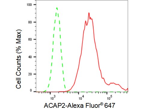 Centaurin beta 2 Antibody (23GB1565)