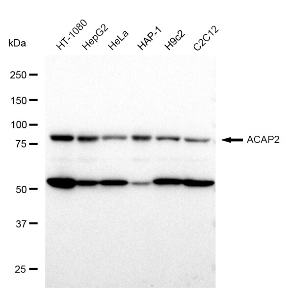 Centaurin beta 2 Antibody (23GB1565)