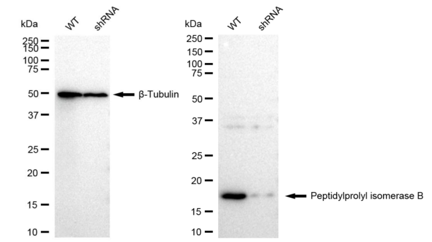 Cyclophilin B Antibody (23GB1930)