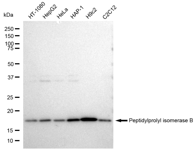 Cyclophilin B Antibody (23GB1930)