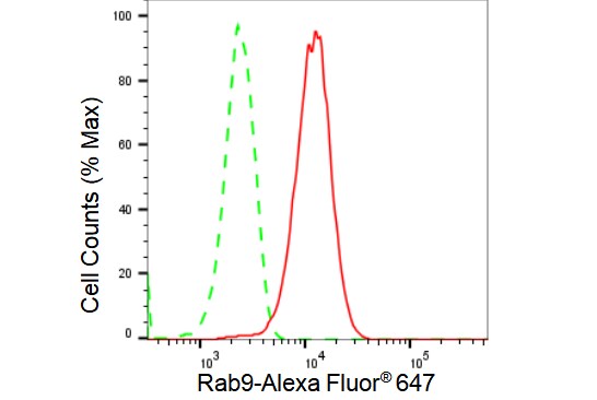 RAB9A Antibody (23GB1940)