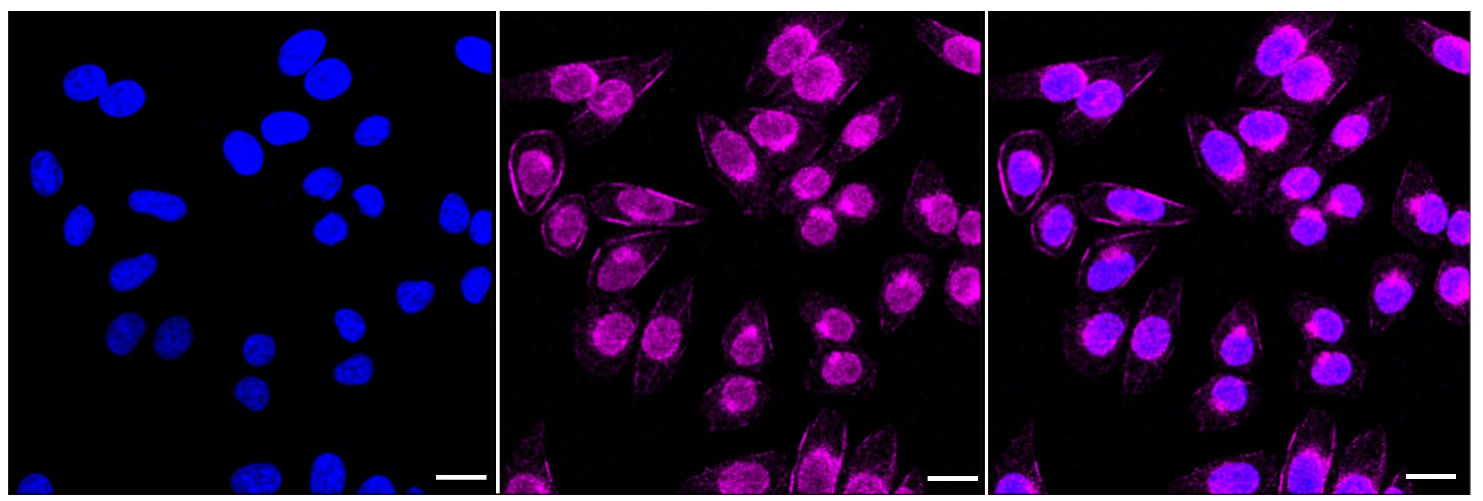 RAB9A Antibody (23GB1940)