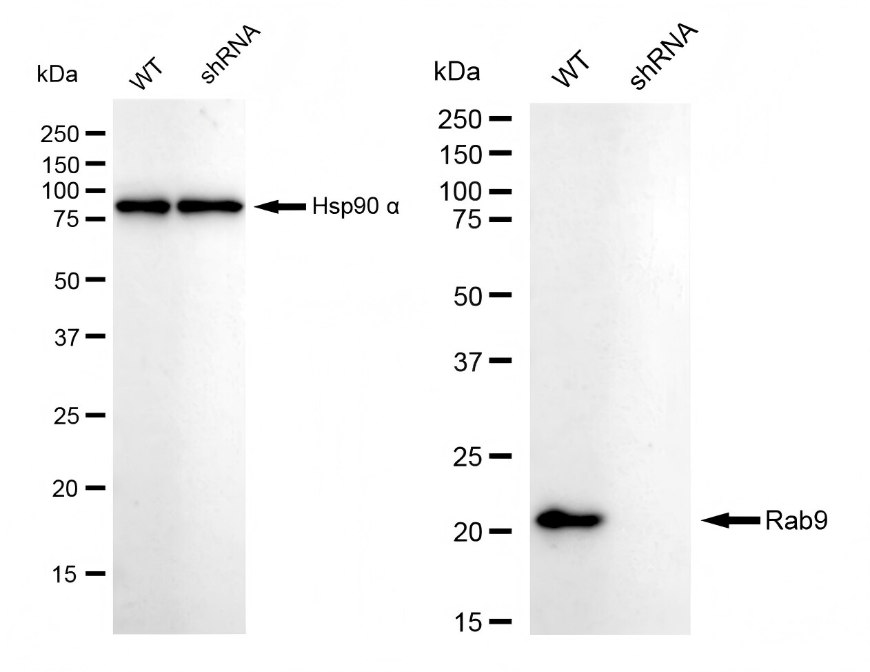 RAB9A Antibody (23GB1940)