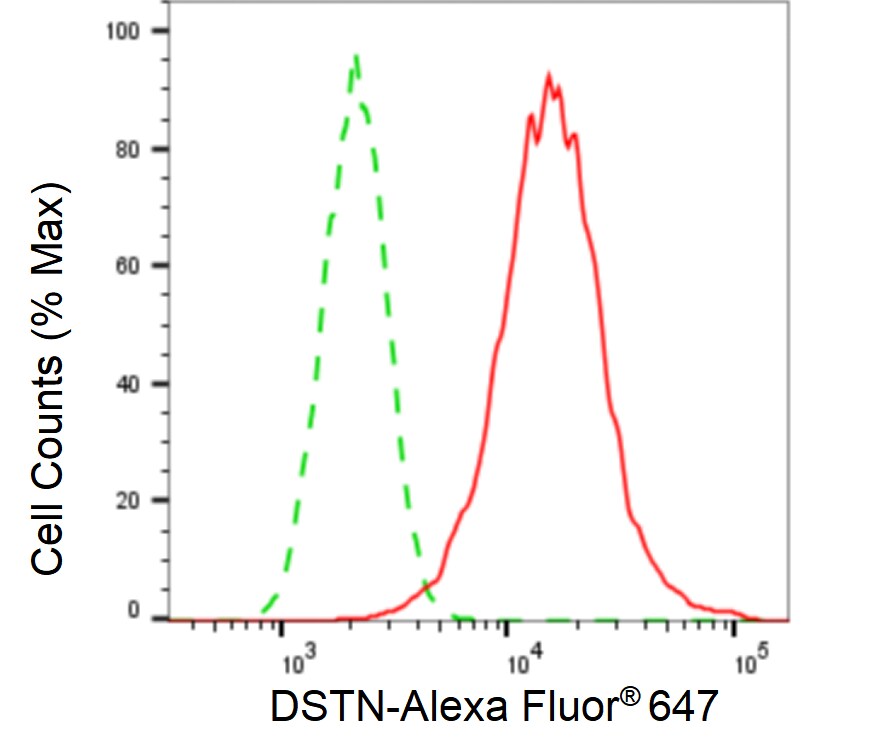 Destrin Antibody (24GB5920)