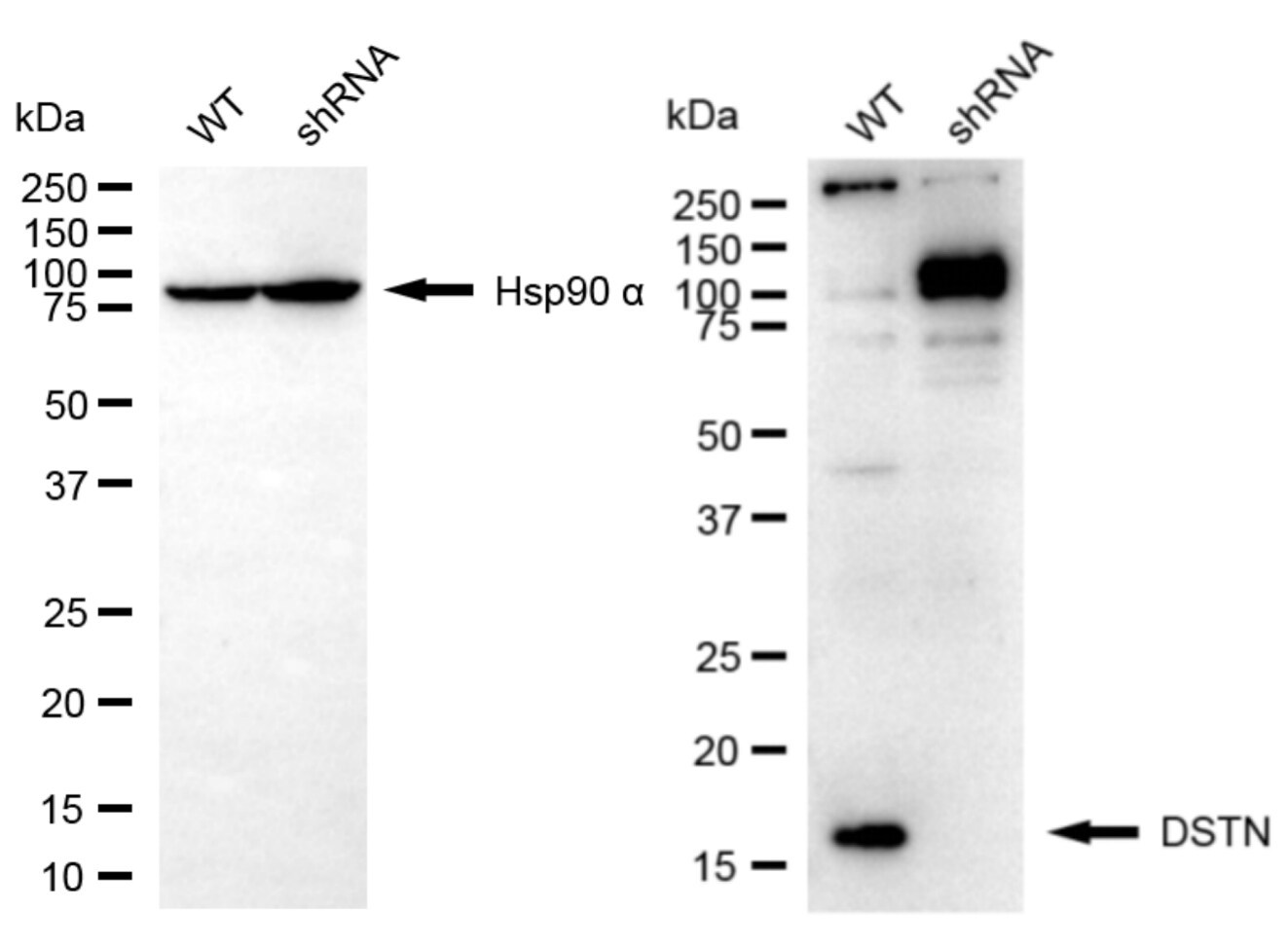Destrin Antibody (24GB5920)