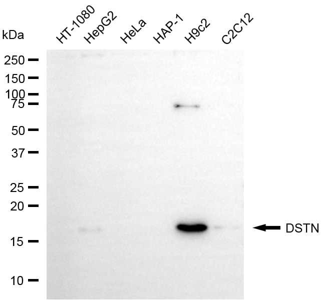 Destrin Antibody (24GB5920)