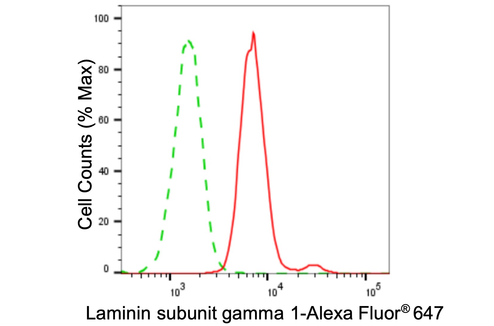 Laminin gamma 1 Antibody (24GB5925)