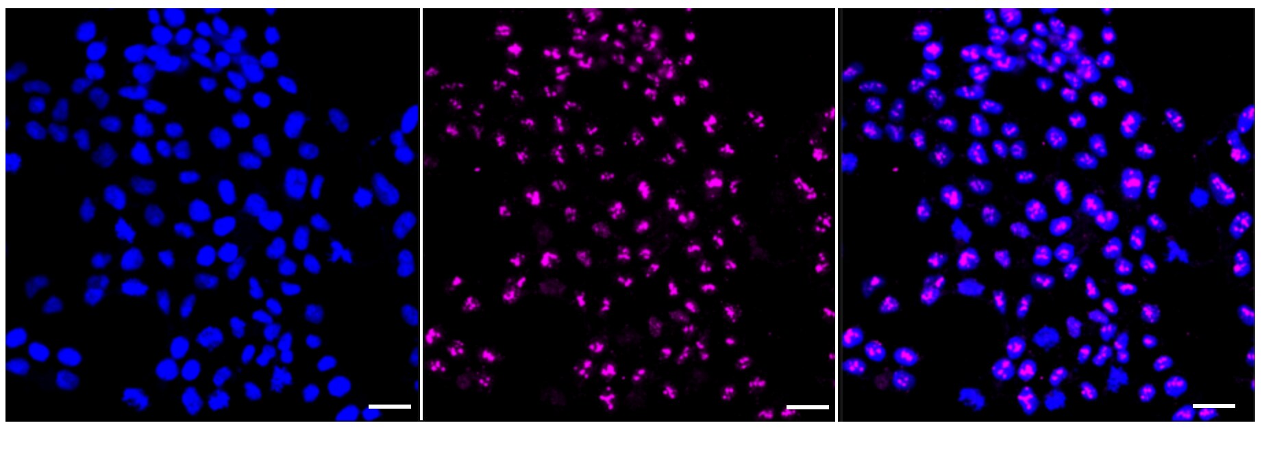 Laminin gamma 1 Antibody (24GB5925)