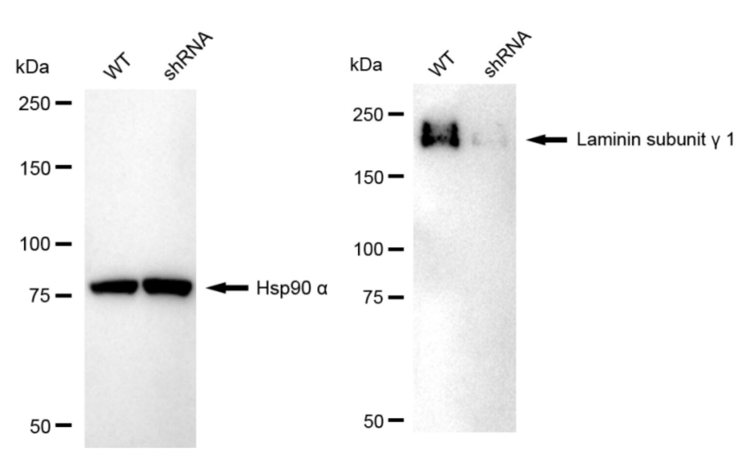 Laminin gamma 1 Antibody (24GB5925)