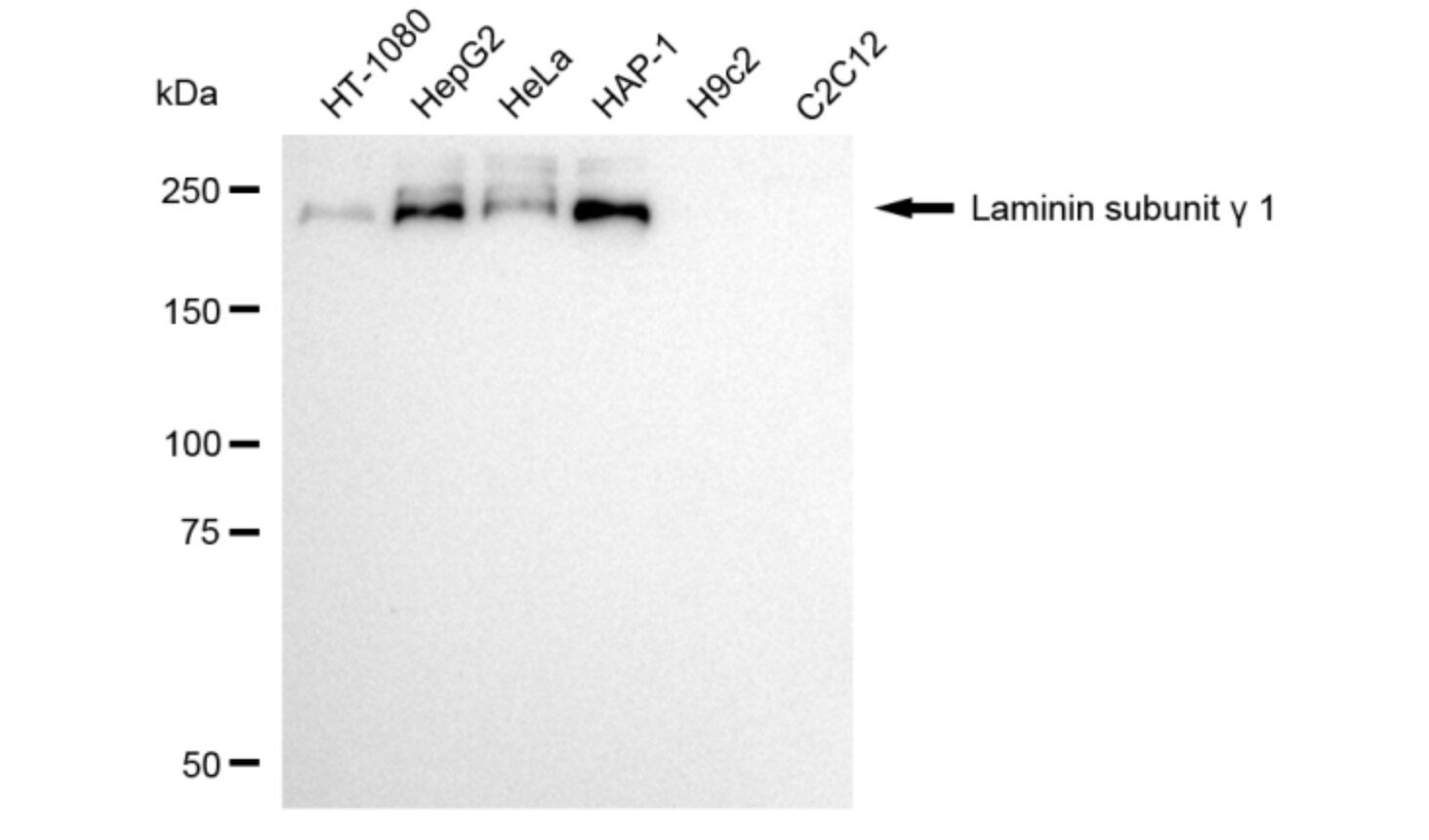 Laminin gamma 1 Antibody (24GB5925)