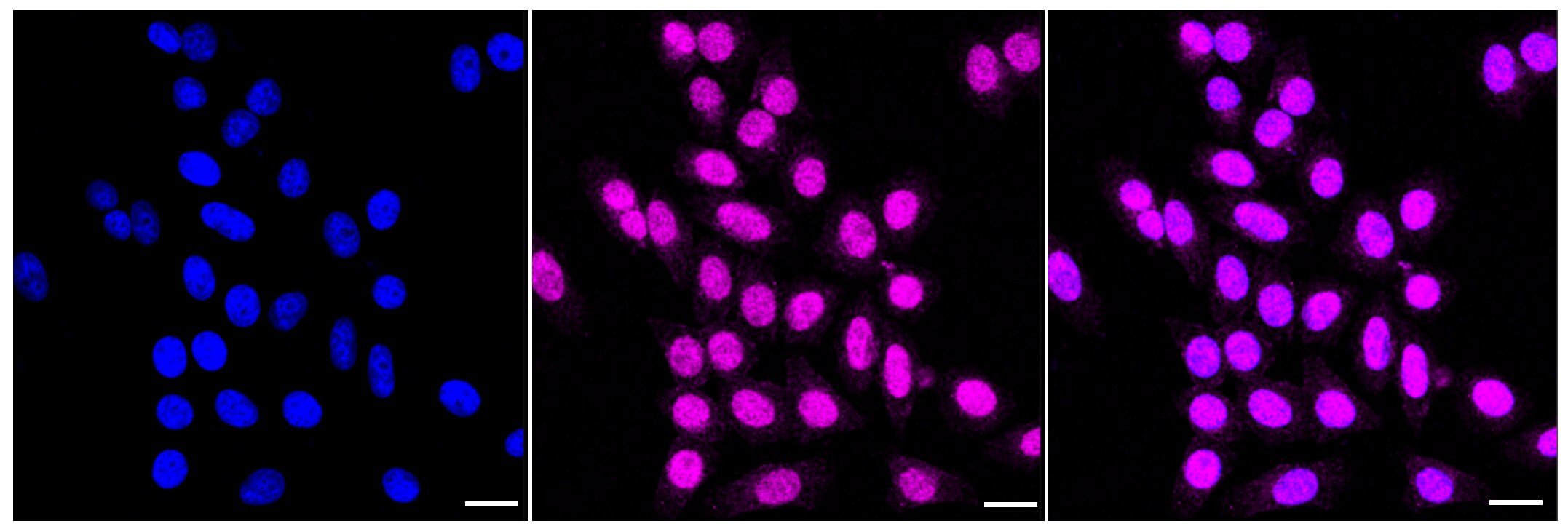 Park7/DJ-1 Antibody (23GB1955)