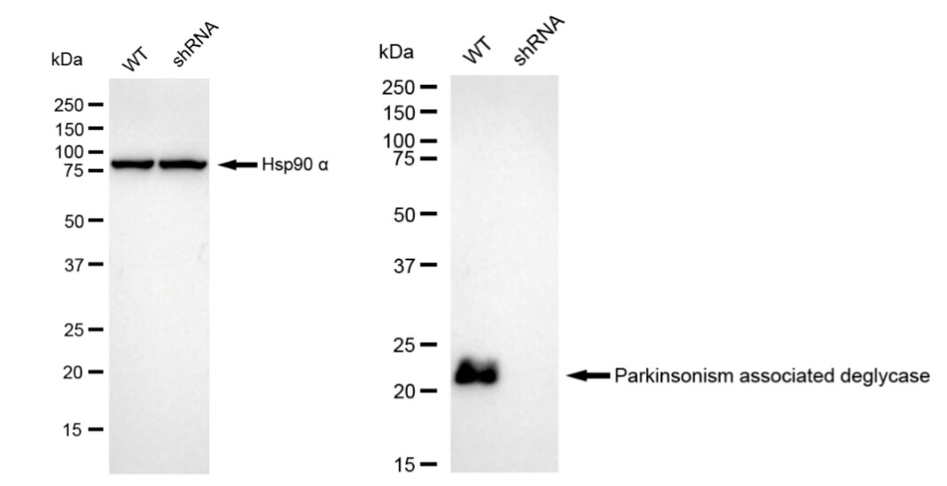 Park7/DJ-1 Antibody (23GB1955)