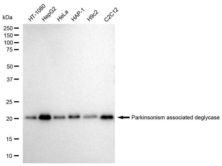 Park7/DJ-1 Antibody (23GB1955)