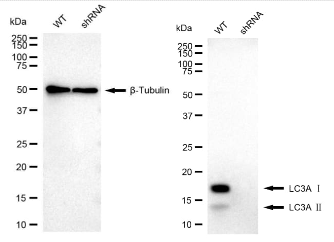 LC3A Antibody (23GB1960)