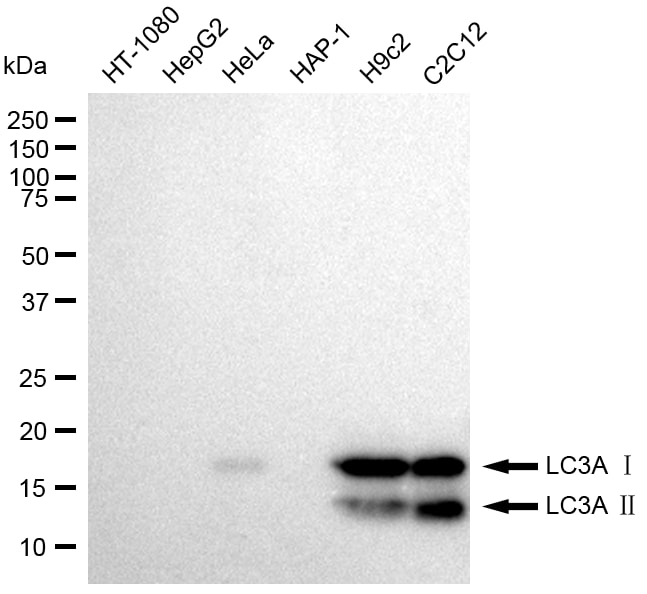 LC3A Antibody (23GB1960)