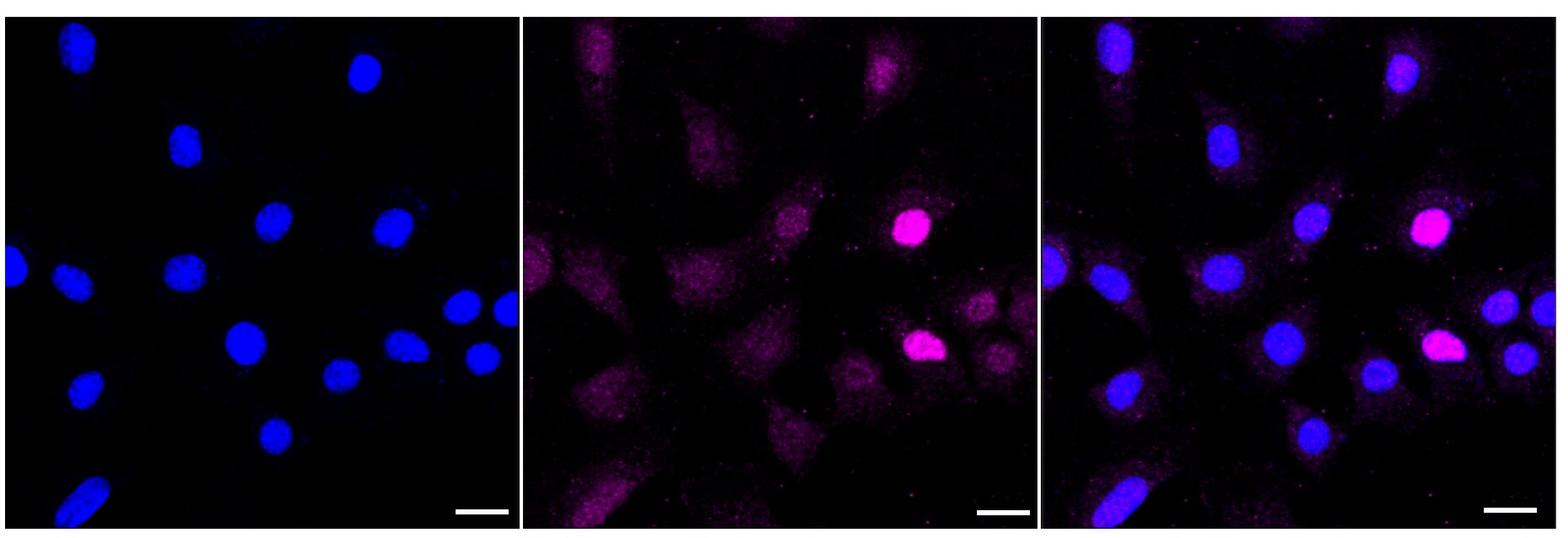 H1F0 Antibody (23GB1965)