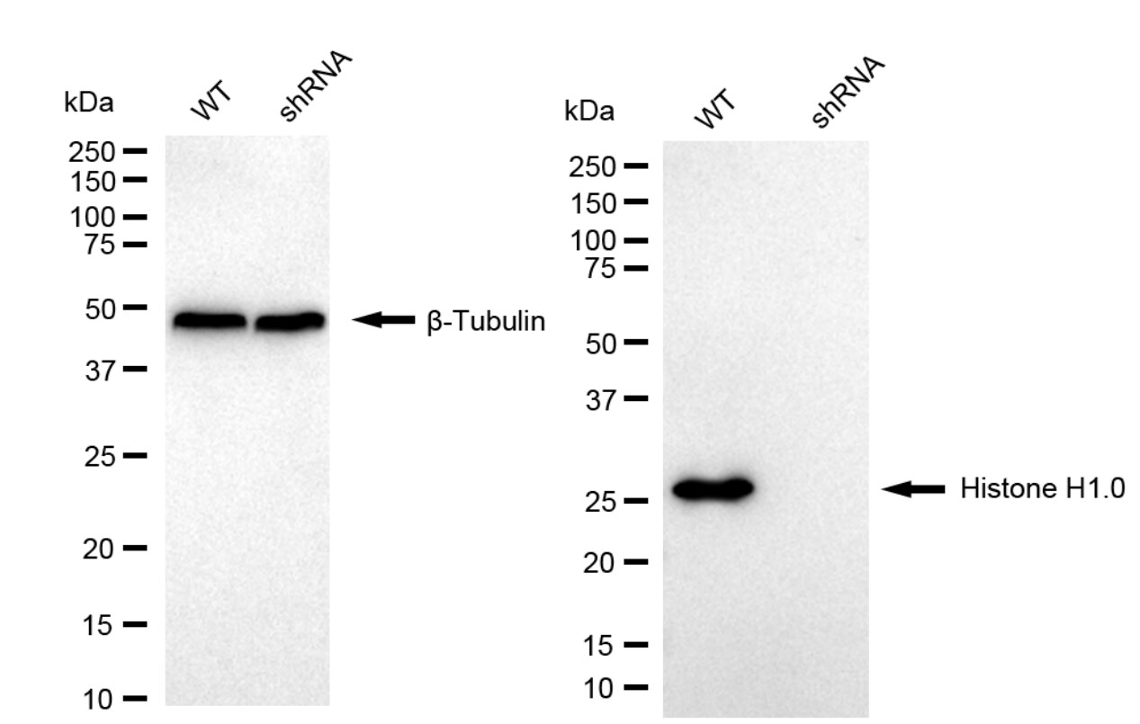 H1F0 Antibody (23GB1965)