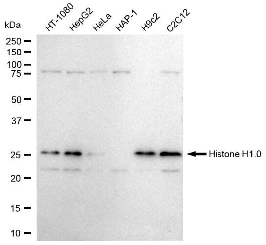 H1F0 Antibody (23GB1965)