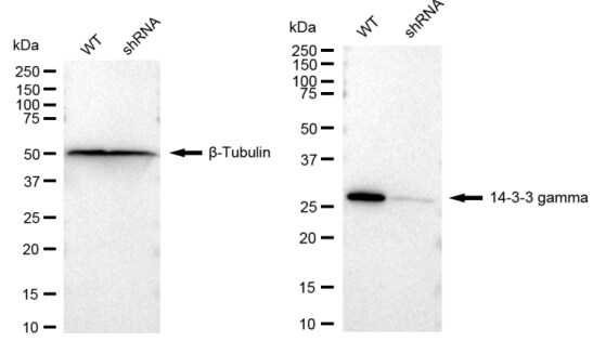 14-3-3 gamma Antibody (23GB1970)