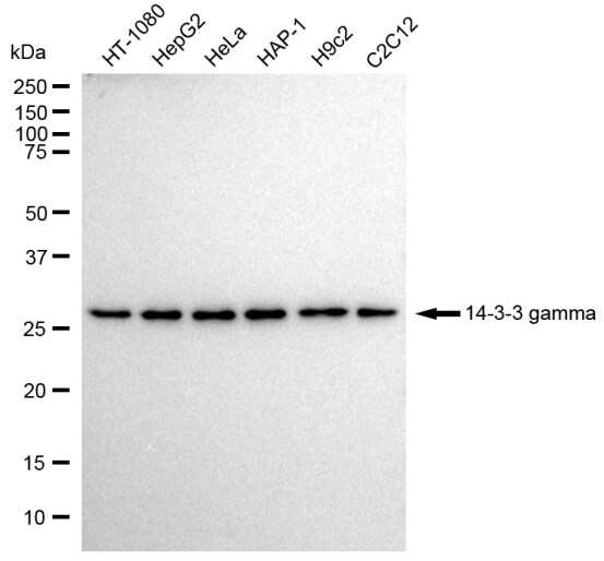 14-3-3 gamma Antibody (23GB1970)