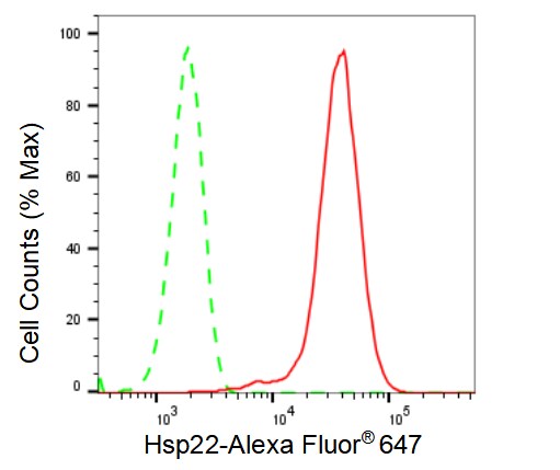HSPB8/HSP22 Antibody (23GB1980)