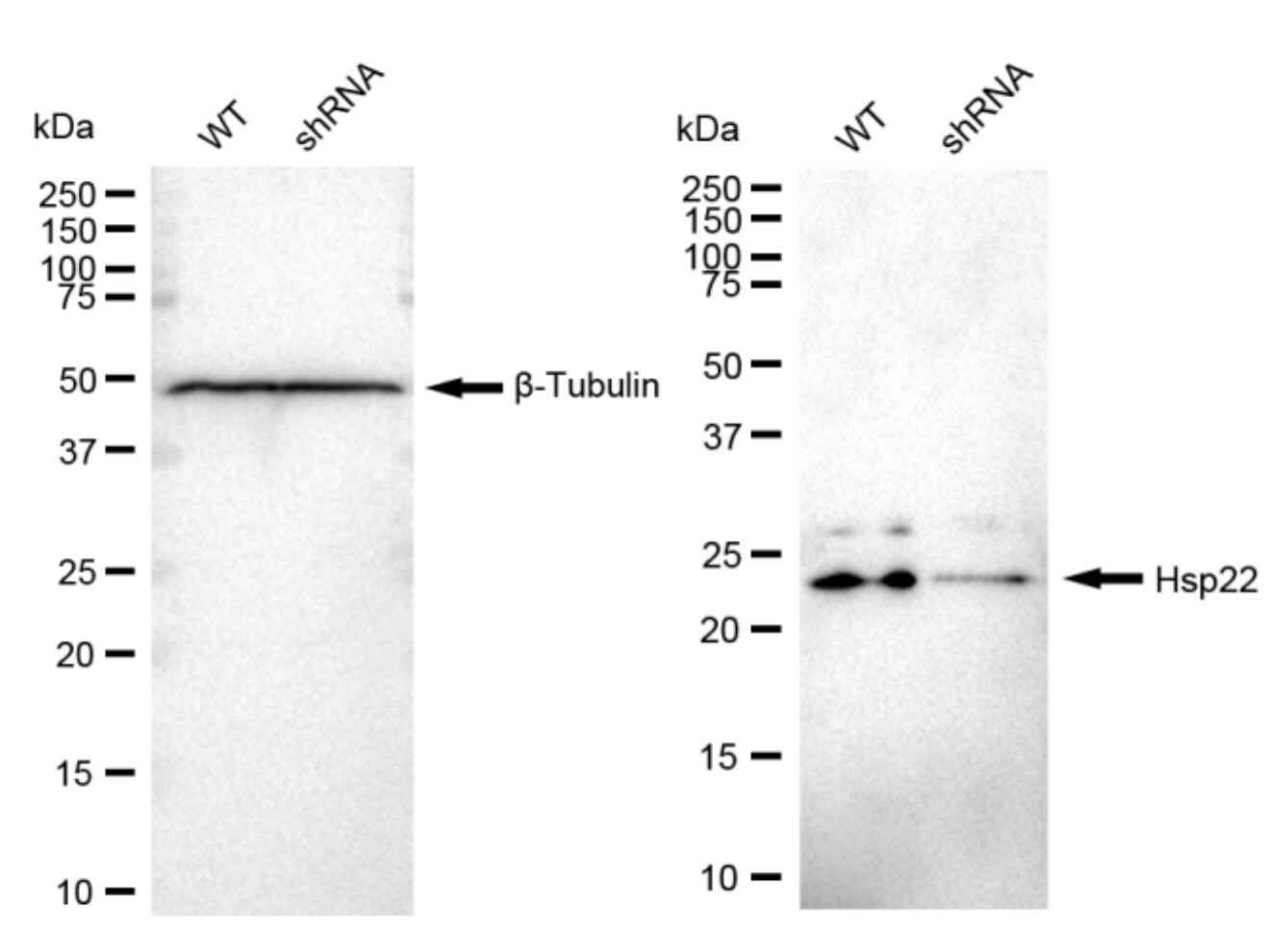 HSPB8/HSP22 Antibody (23GB1980)