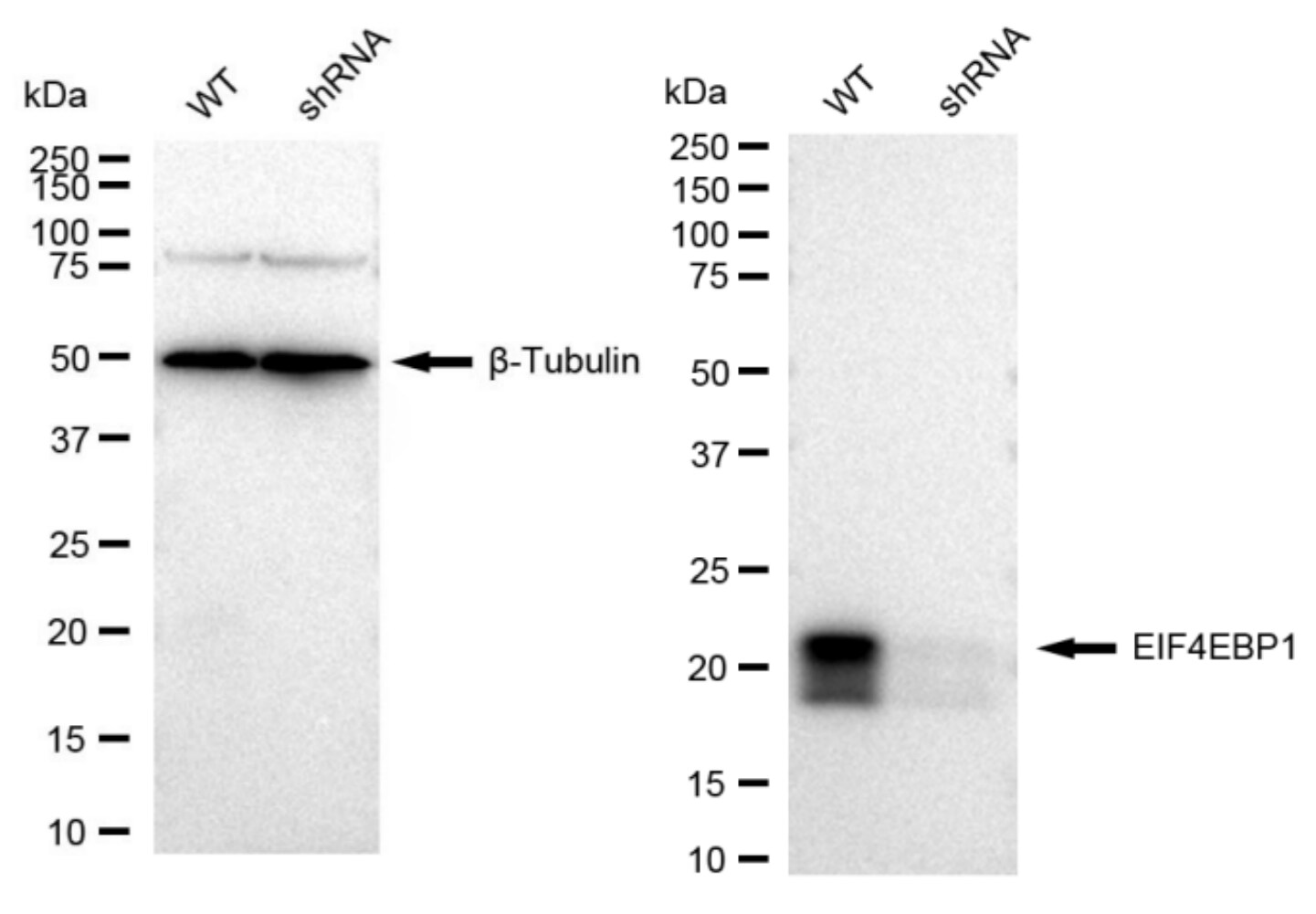 4EBP1 Antibody (23GB1985)
