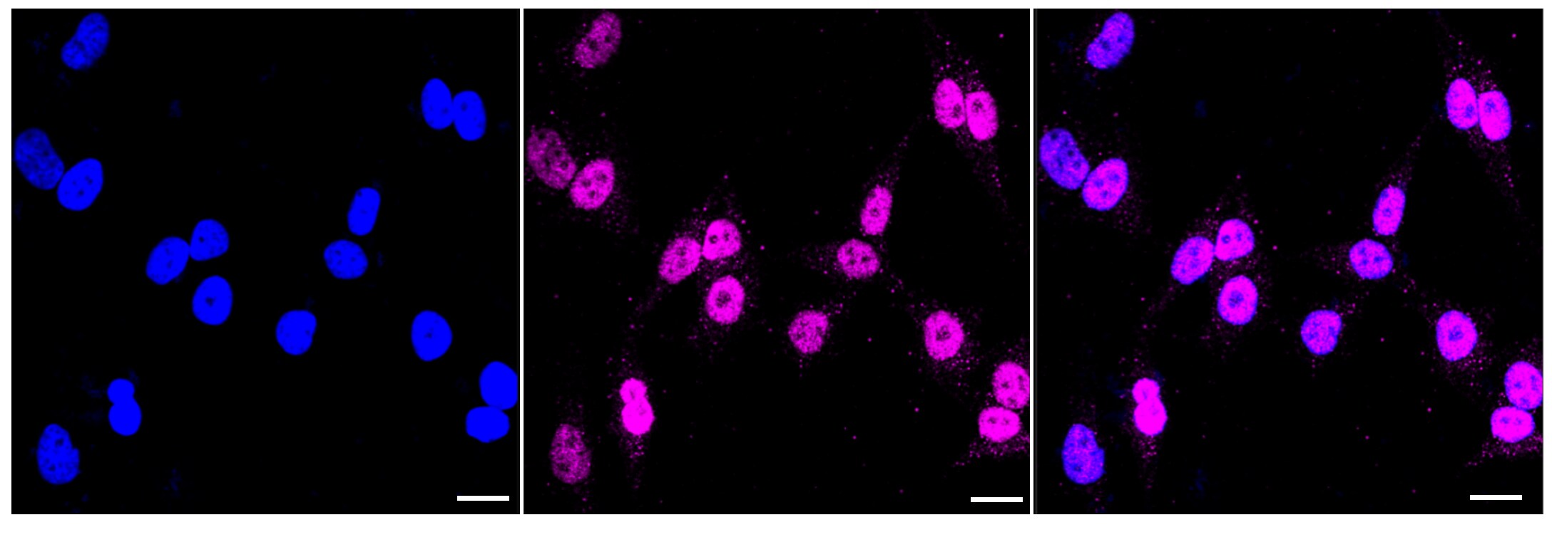 TORC3/CRTC3 Antibody (24GB5935)