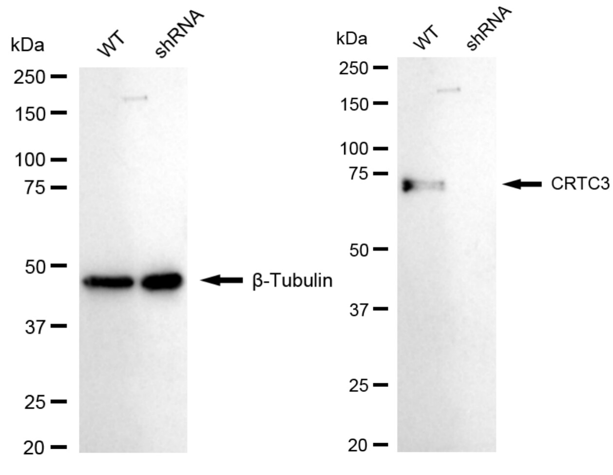 TORC3/CRTC3 Antibody (24GB5935)