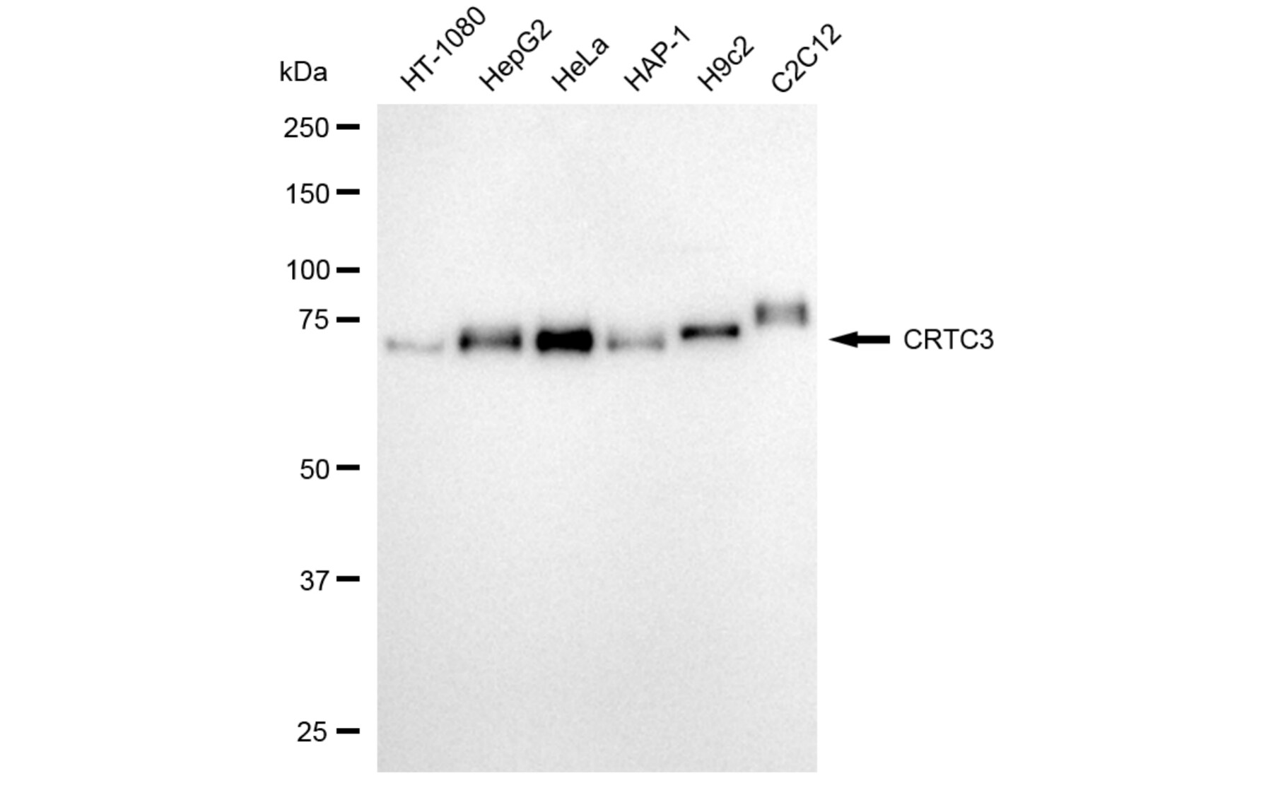 TORC3/CRTC3 Antibody (24GB5935)