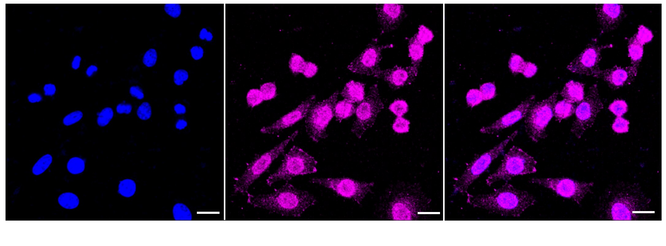 C4 binding protein B Antibody (24GB5940)