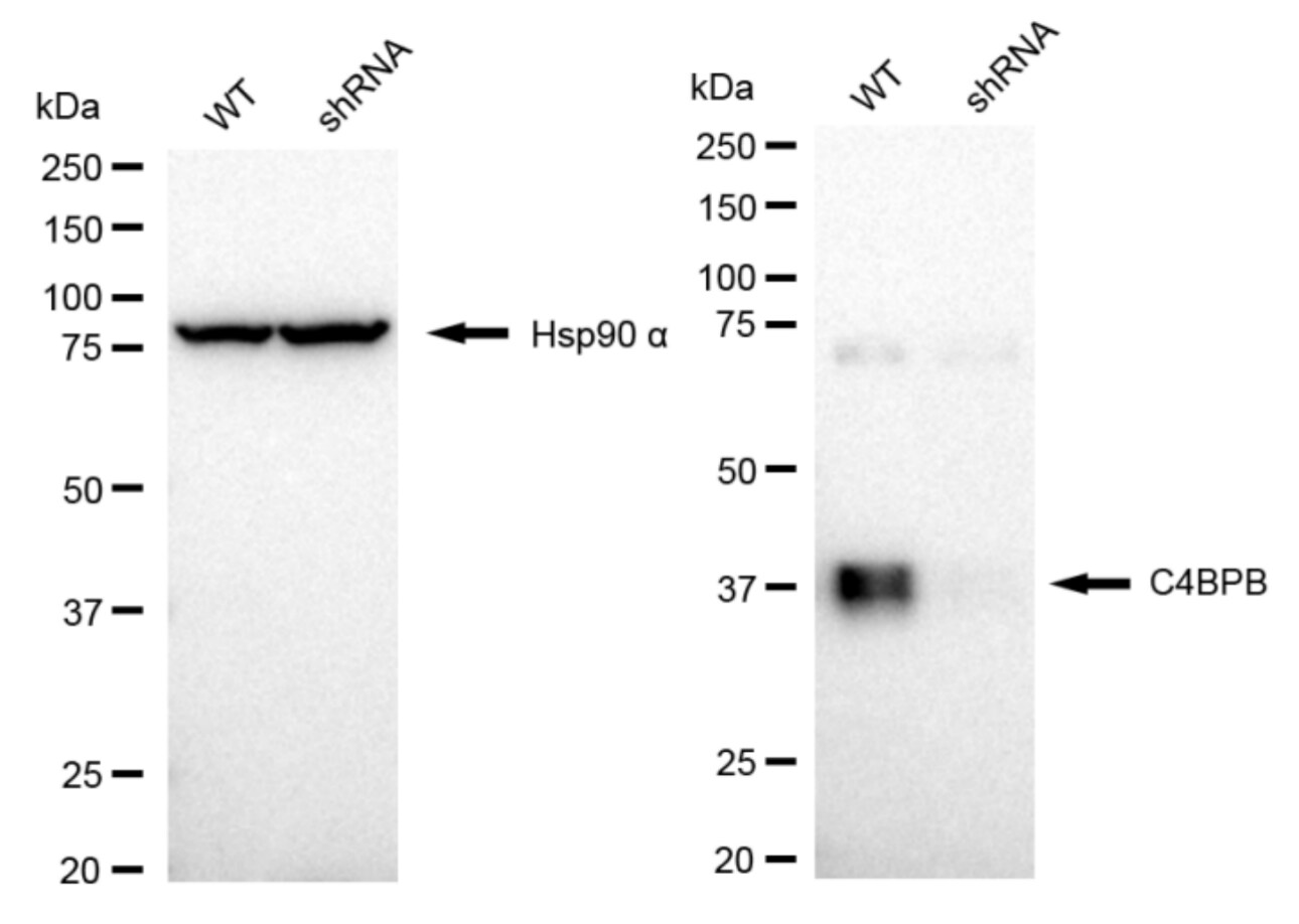 C4 binding protein B Antibody (24GB5940)