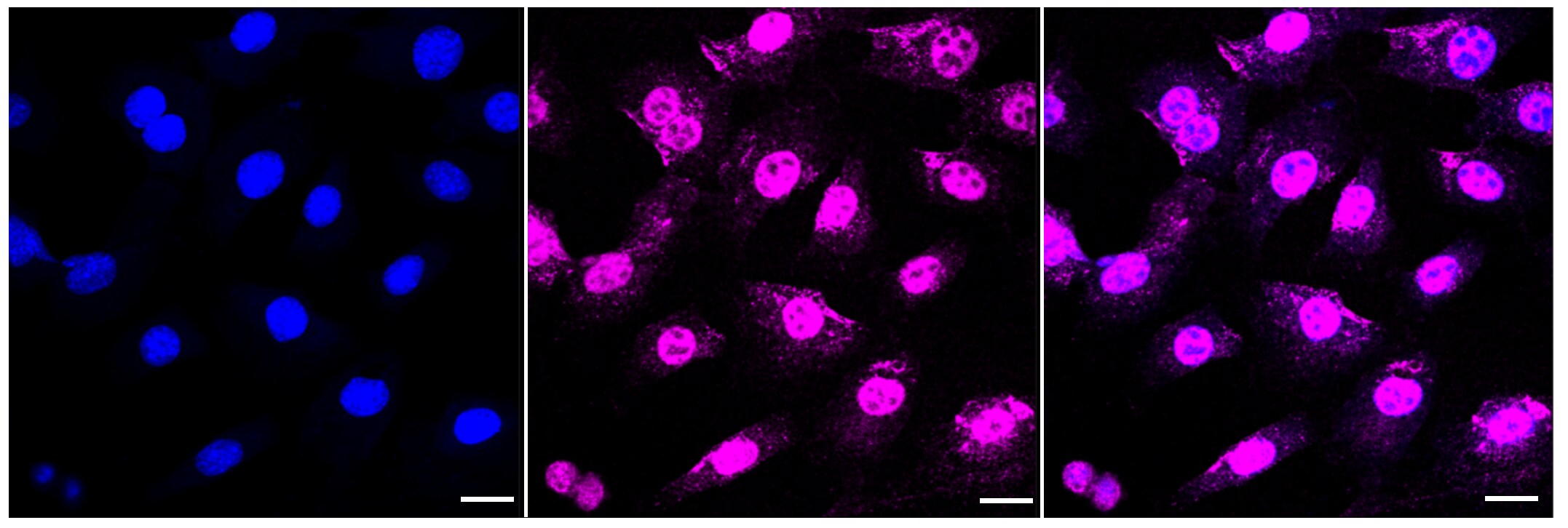 MCM6 Antibody (23GB2005)
