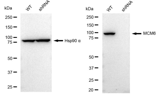 MCM6 Antibody (23GB2005)