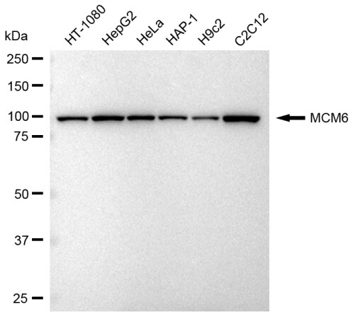 MCM6 Antibody (23GB2005)