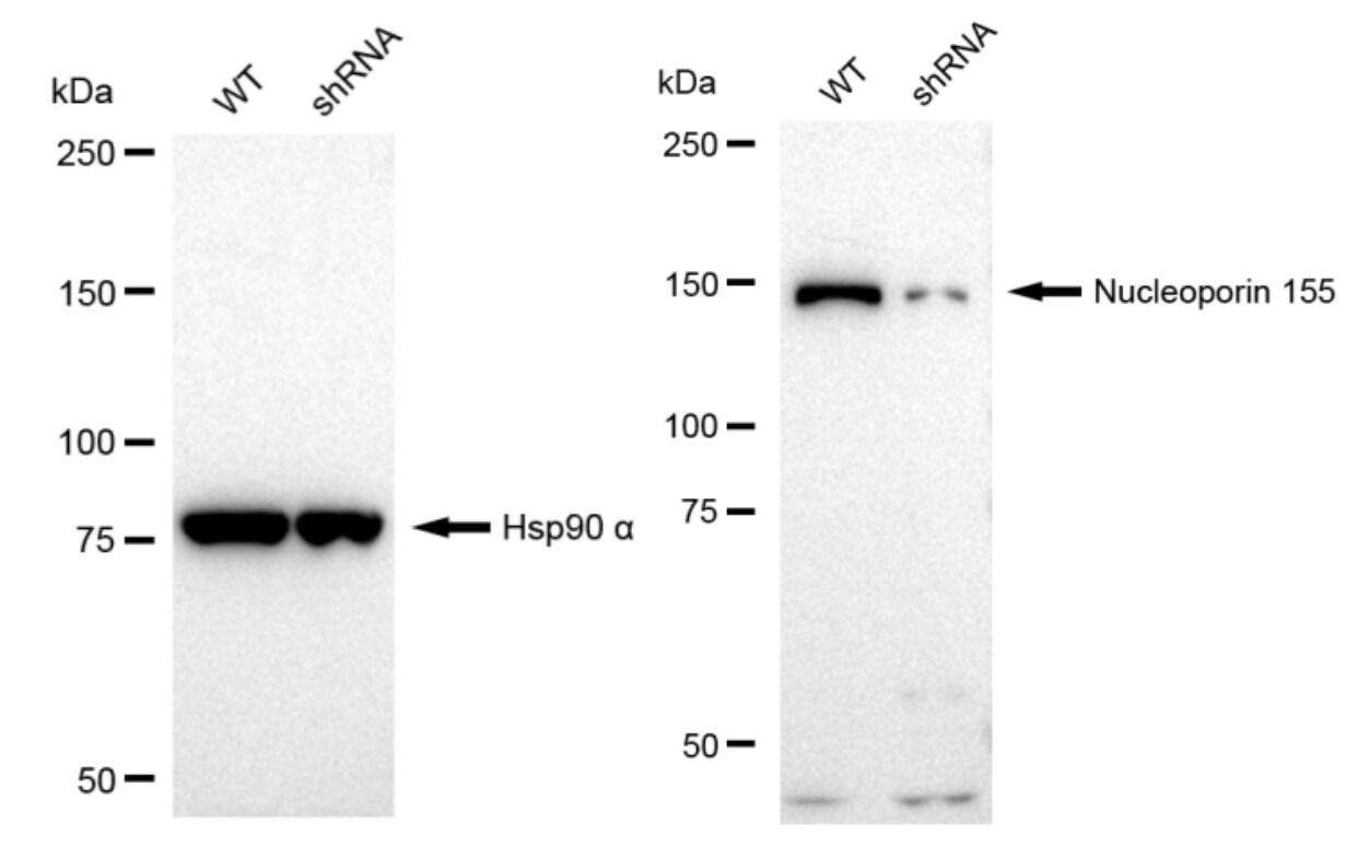 NUP155 Antibody (23GB2010)