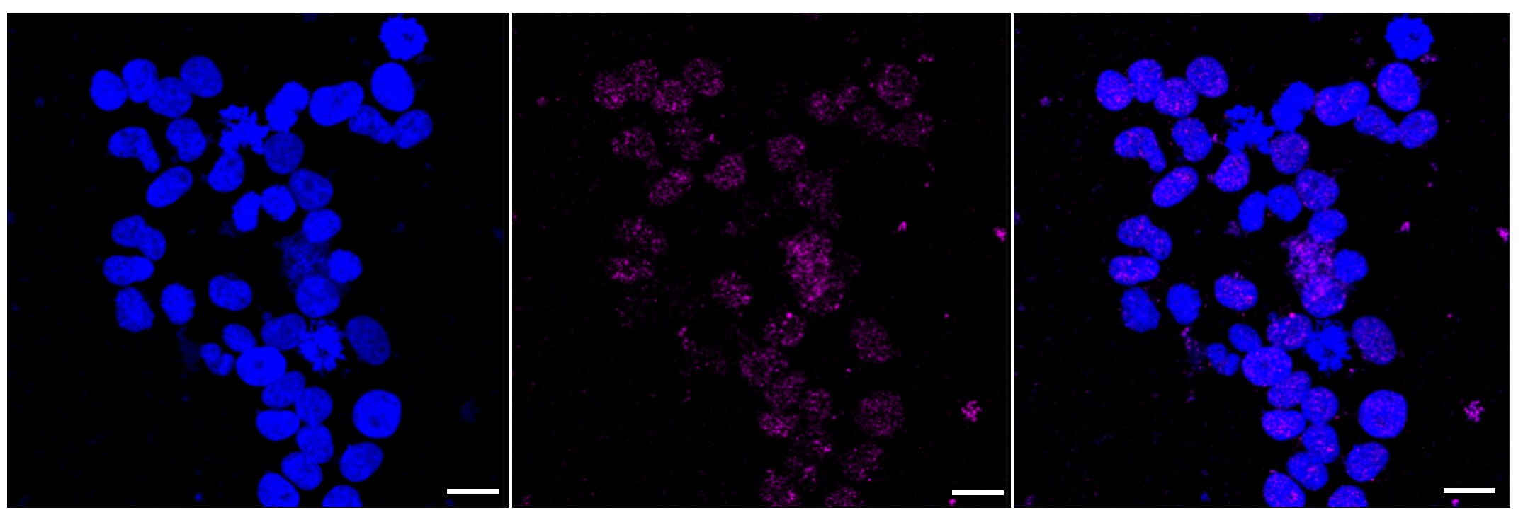 IQGAP2 Antibody (23GB2015)