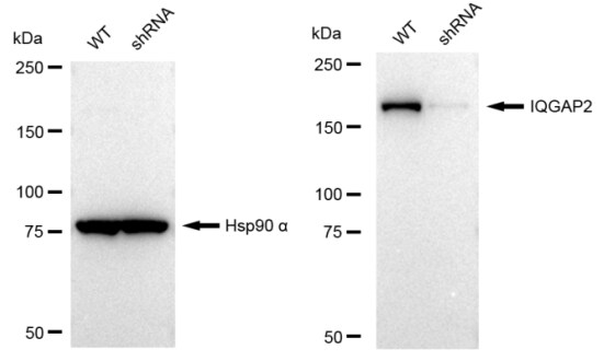 IQGAP2 Antibody (23GB2015)
